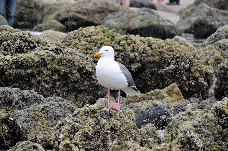 Ocean Rock Seagull