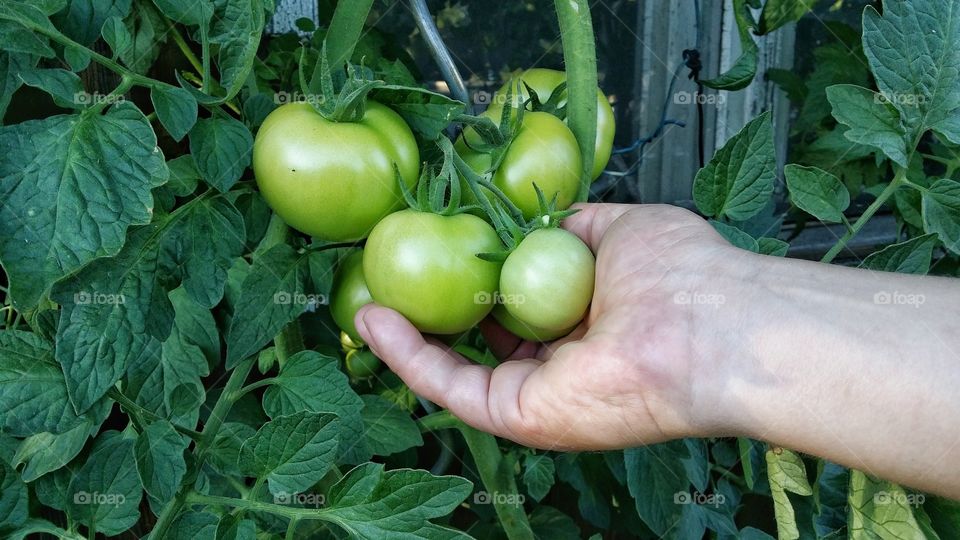 Person's hand holding green tomatoes