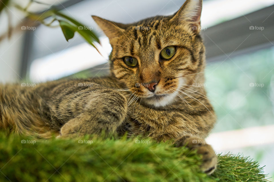 Close-up of cat