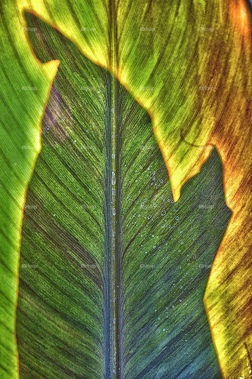 Big leaf on shadow