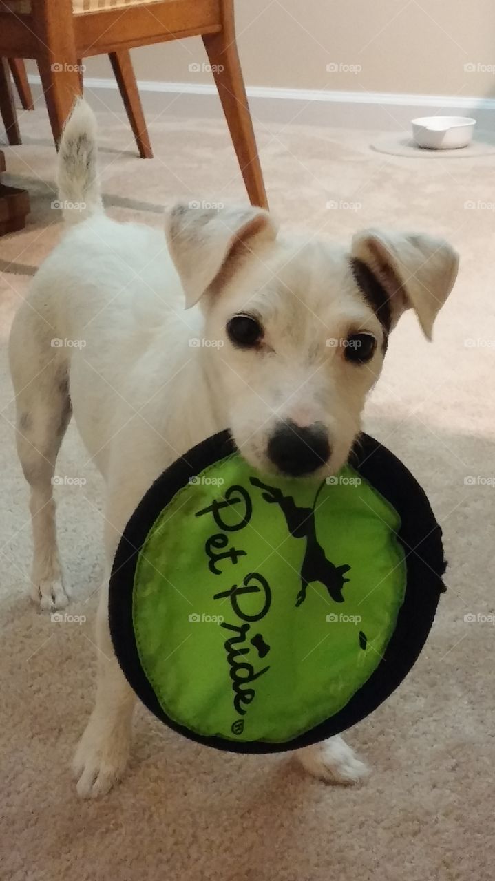 dog with toy frisbee
