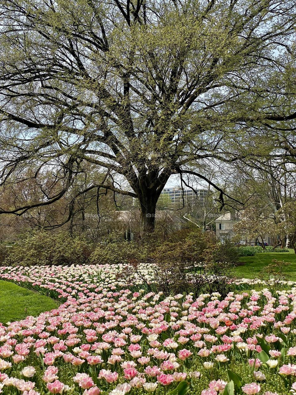 A garden with a bed full of pink and white tulips