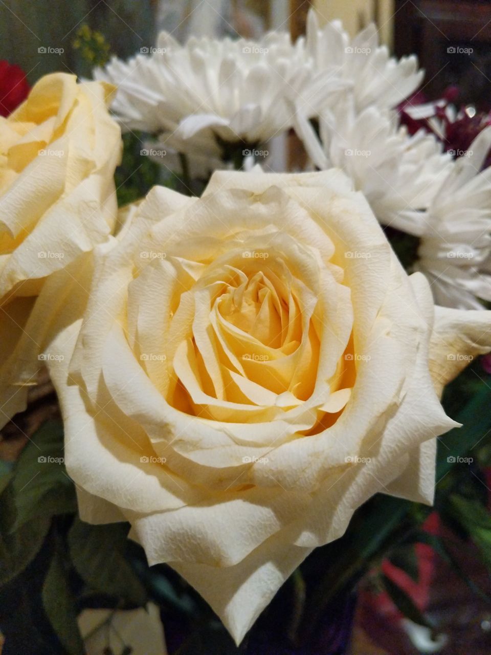 pretty yellow rose