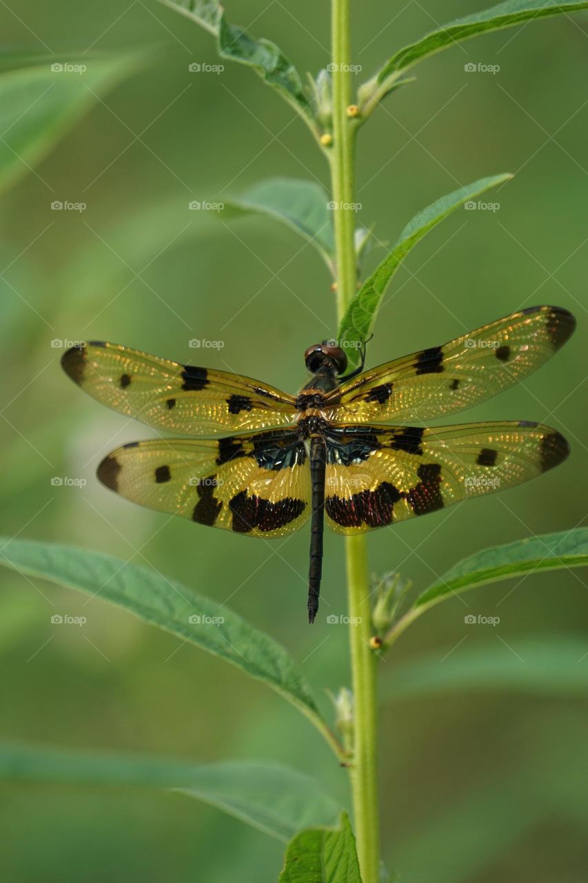 Beautiful dragonfly