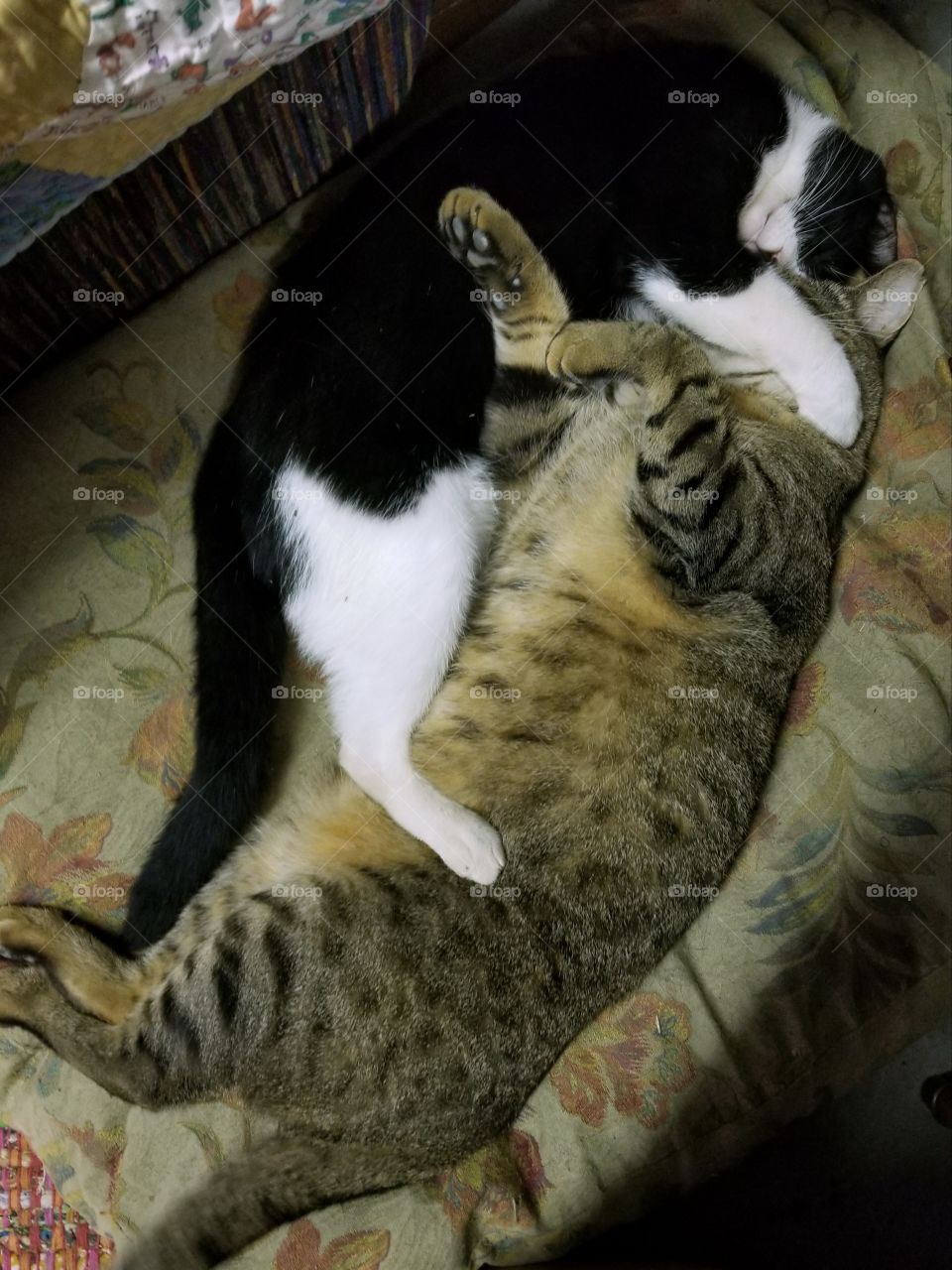 Snuggling Sleeping Kitties From Above