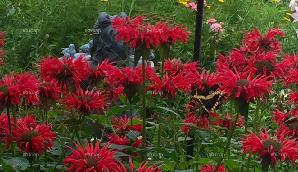 Butterfly and Blooms