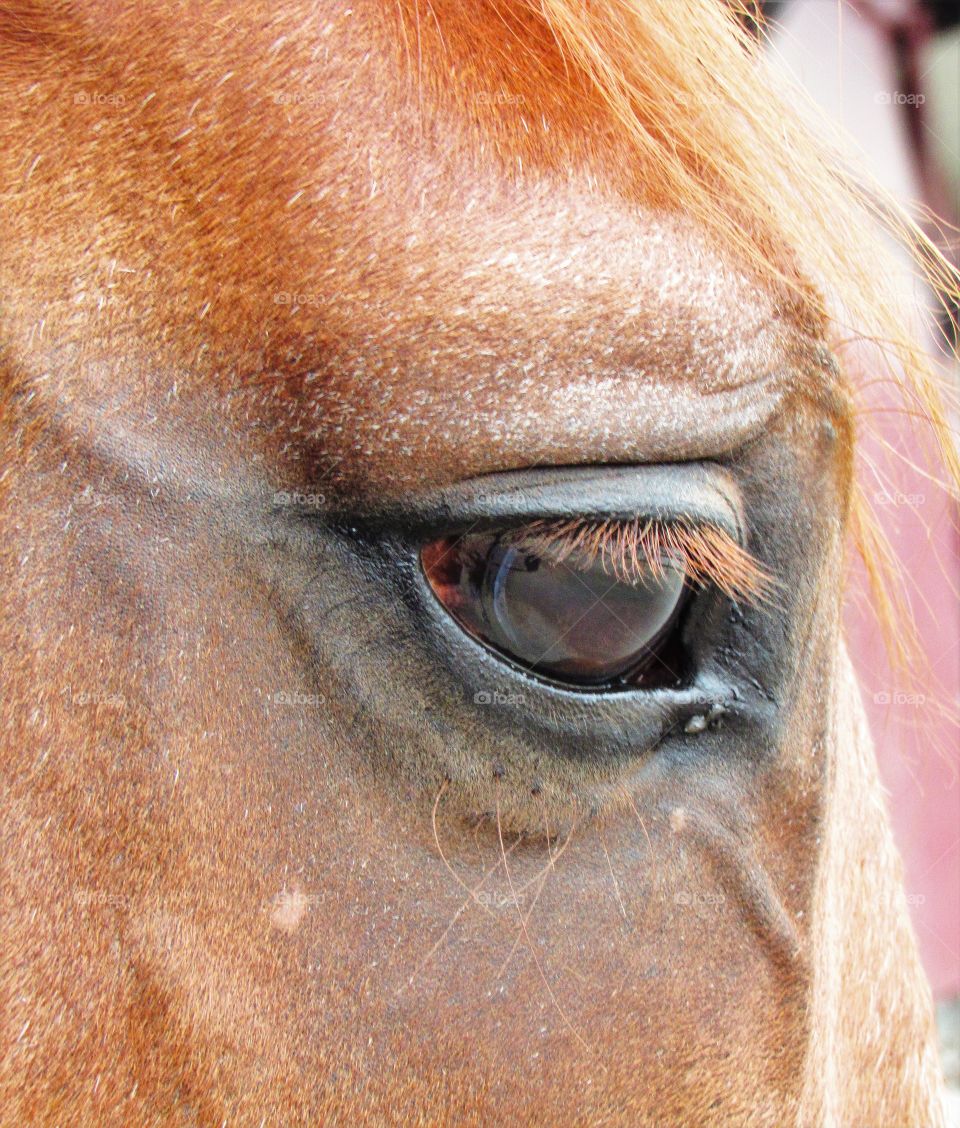 in the horse's eye