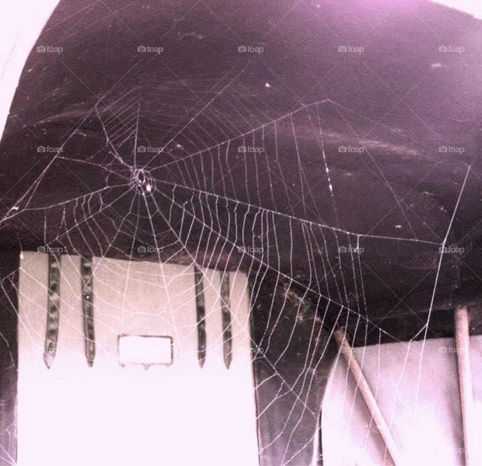 spider web