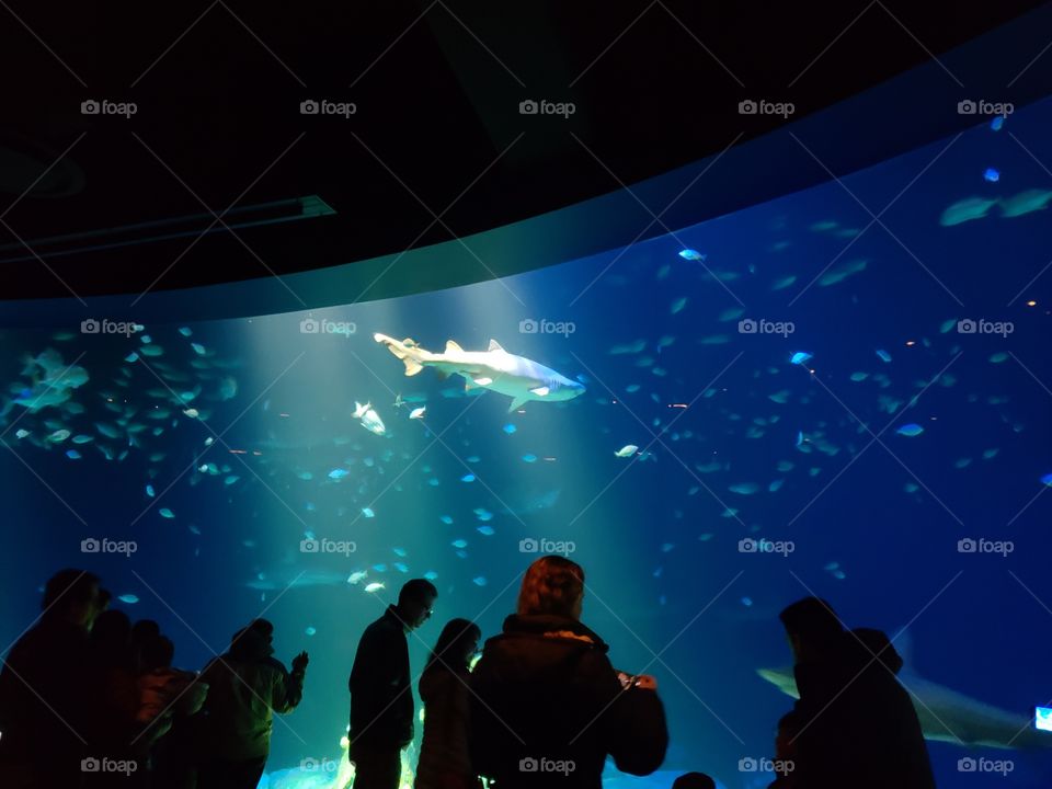 Beautiful Shot Of Crowd In Front Of Aquarium