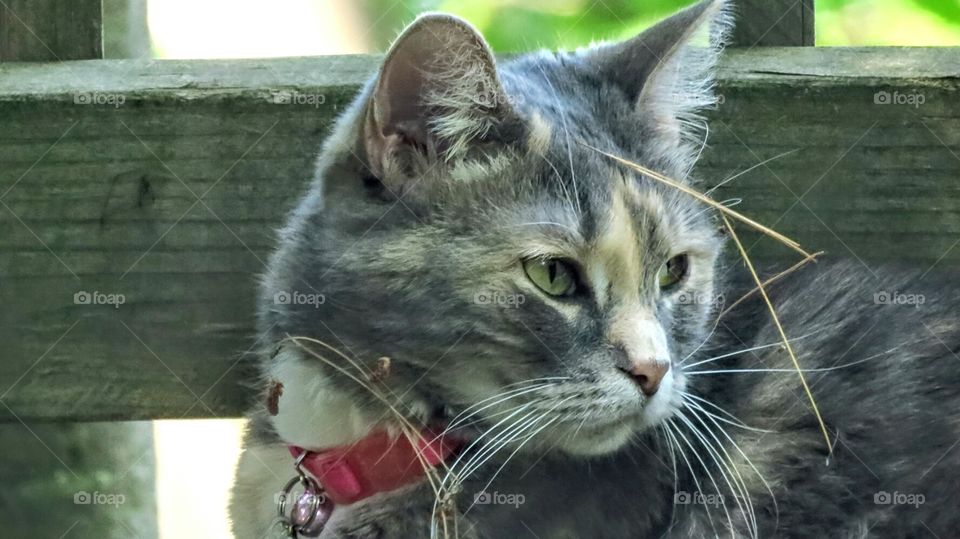 My cat face with pine needles from chase