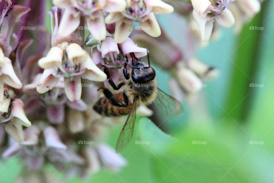 Honey Bee at Work