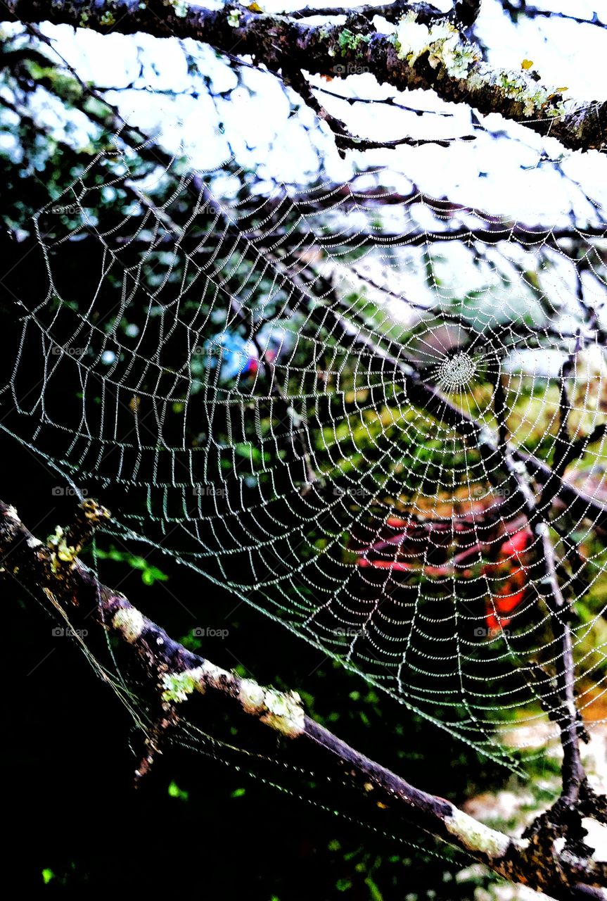 macro spider web covered in dew drops