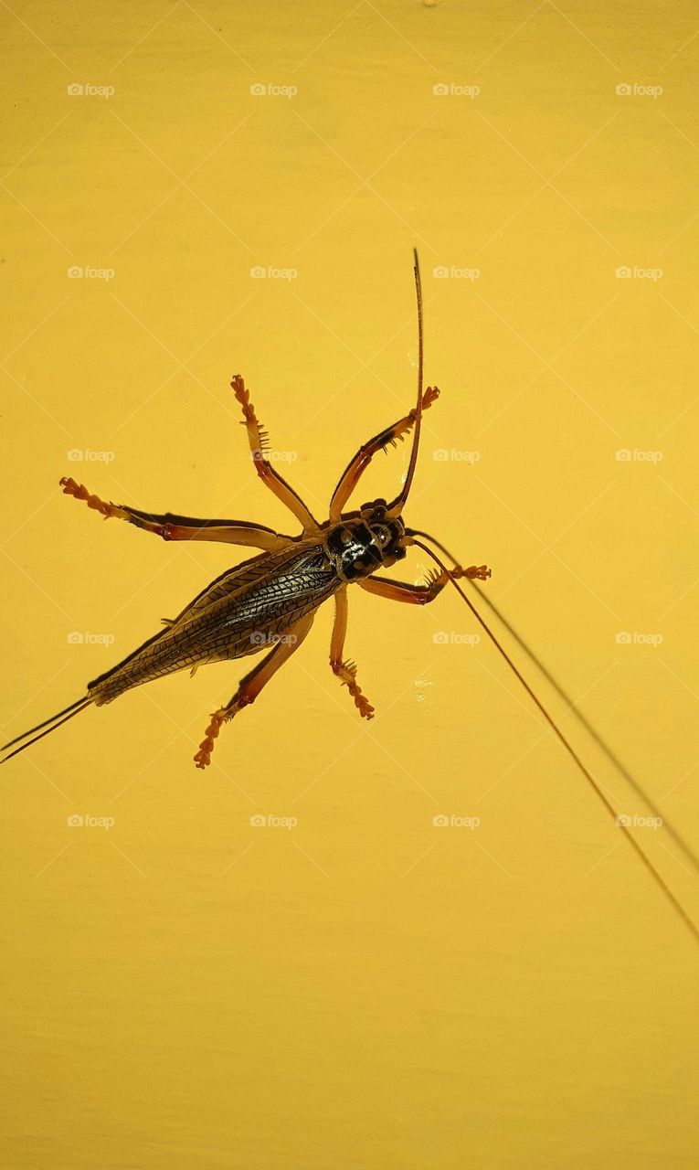 Crickets are orthopteran insects which are related to bush crickets, and, more distantly, to grasshoppers.