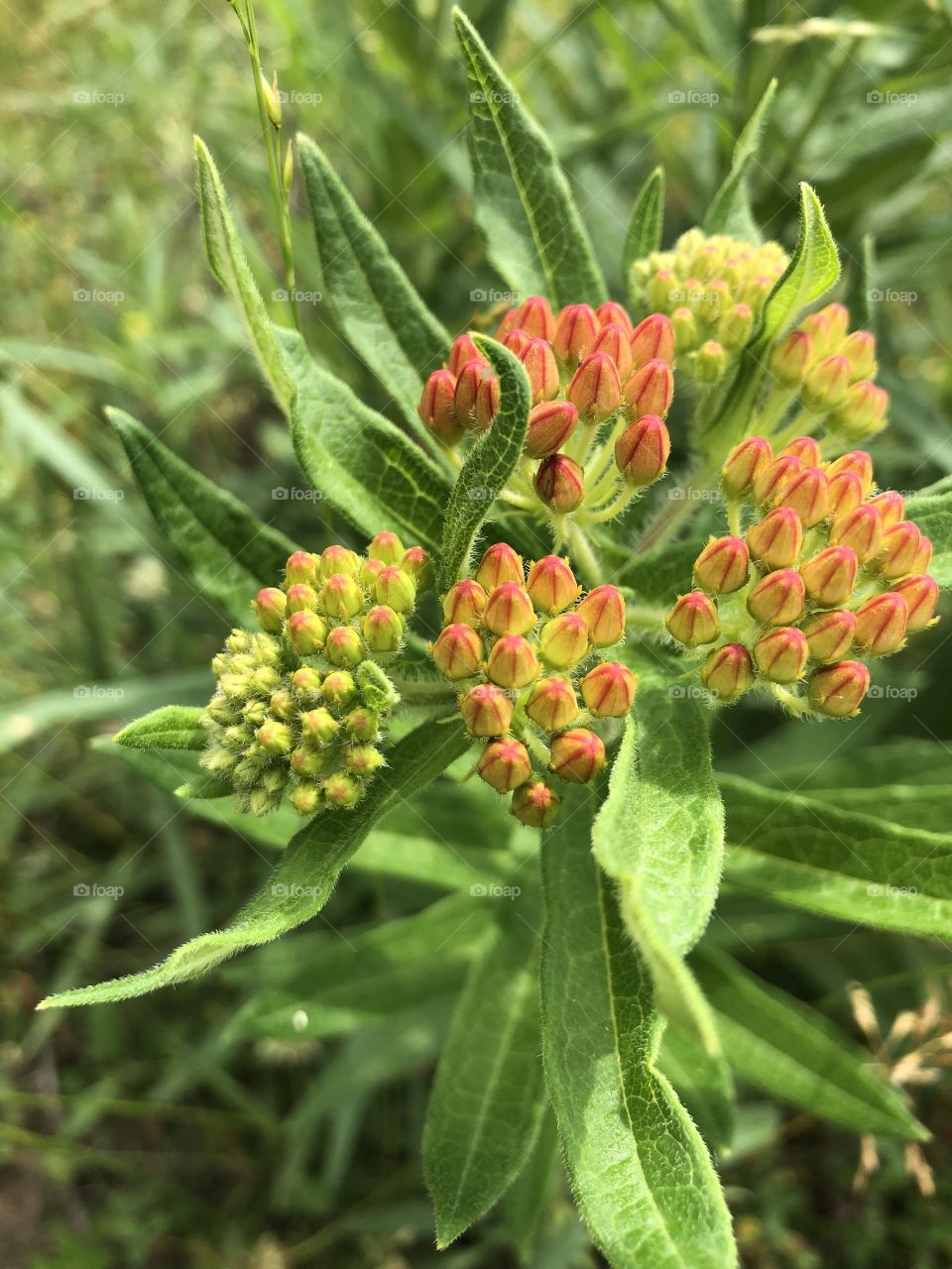 Butterfly Milkweed, Orange Flower, rare, Missouri native