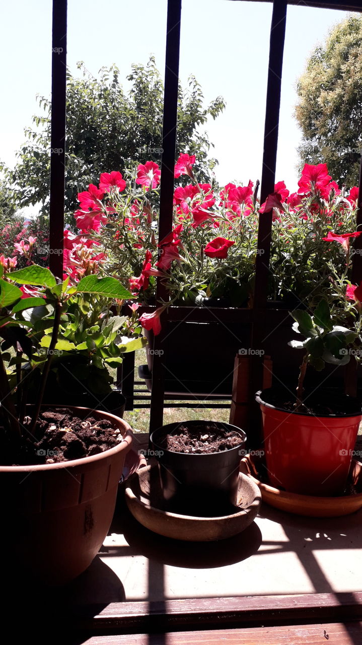 flowers on the window