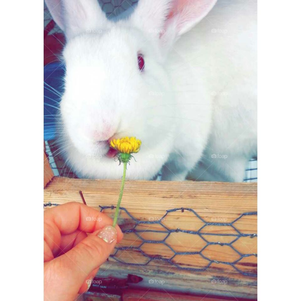 bunny . my life 