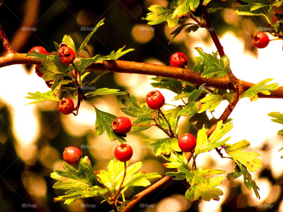 colorful berries