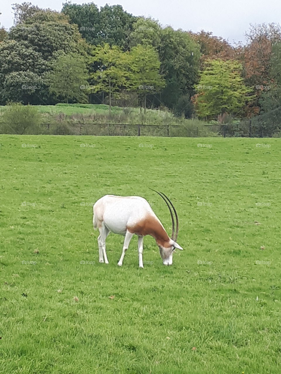 Grass, Hayfield, Mammal, Landscape, No Person