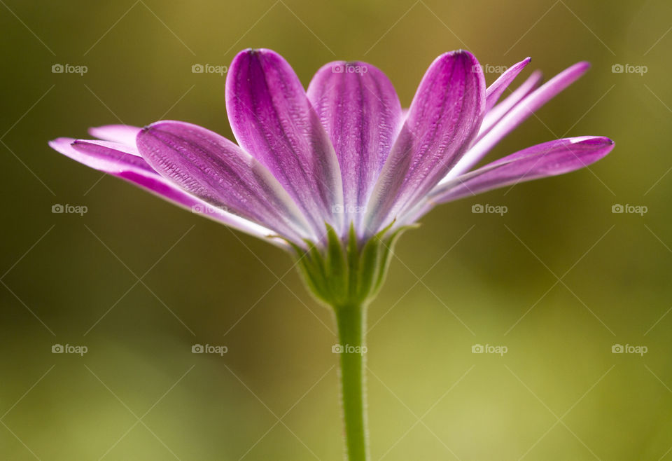 Purple flower