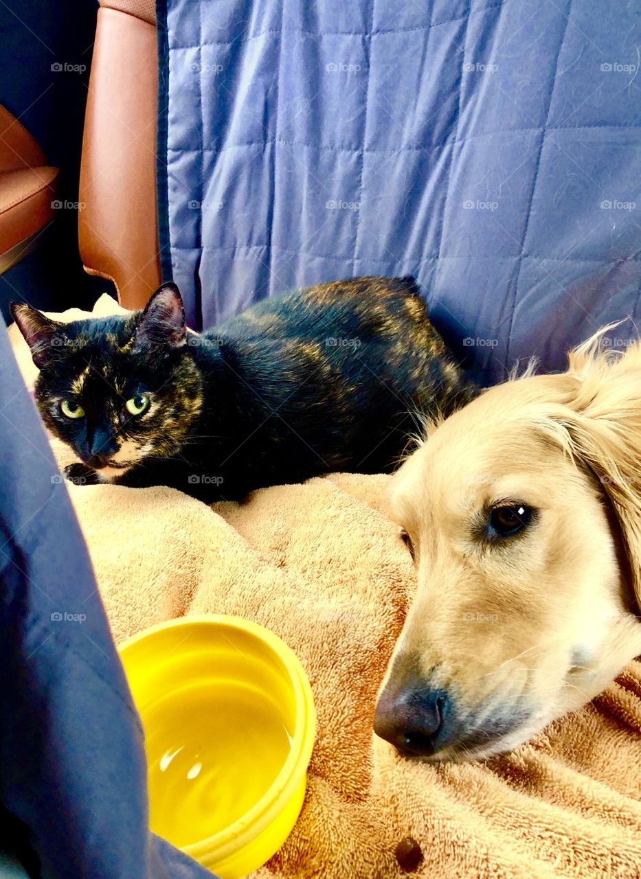 Cat and dog not fighting on road trip to Kelowna BC