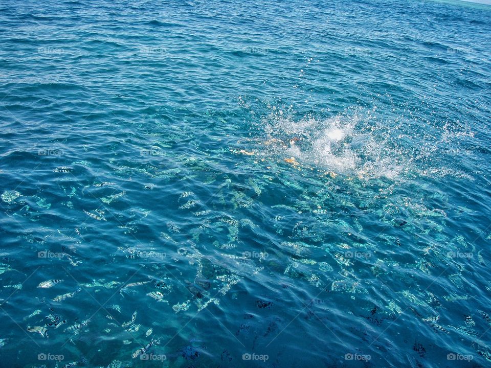 Fish feeding in the clear ocean, Fiji