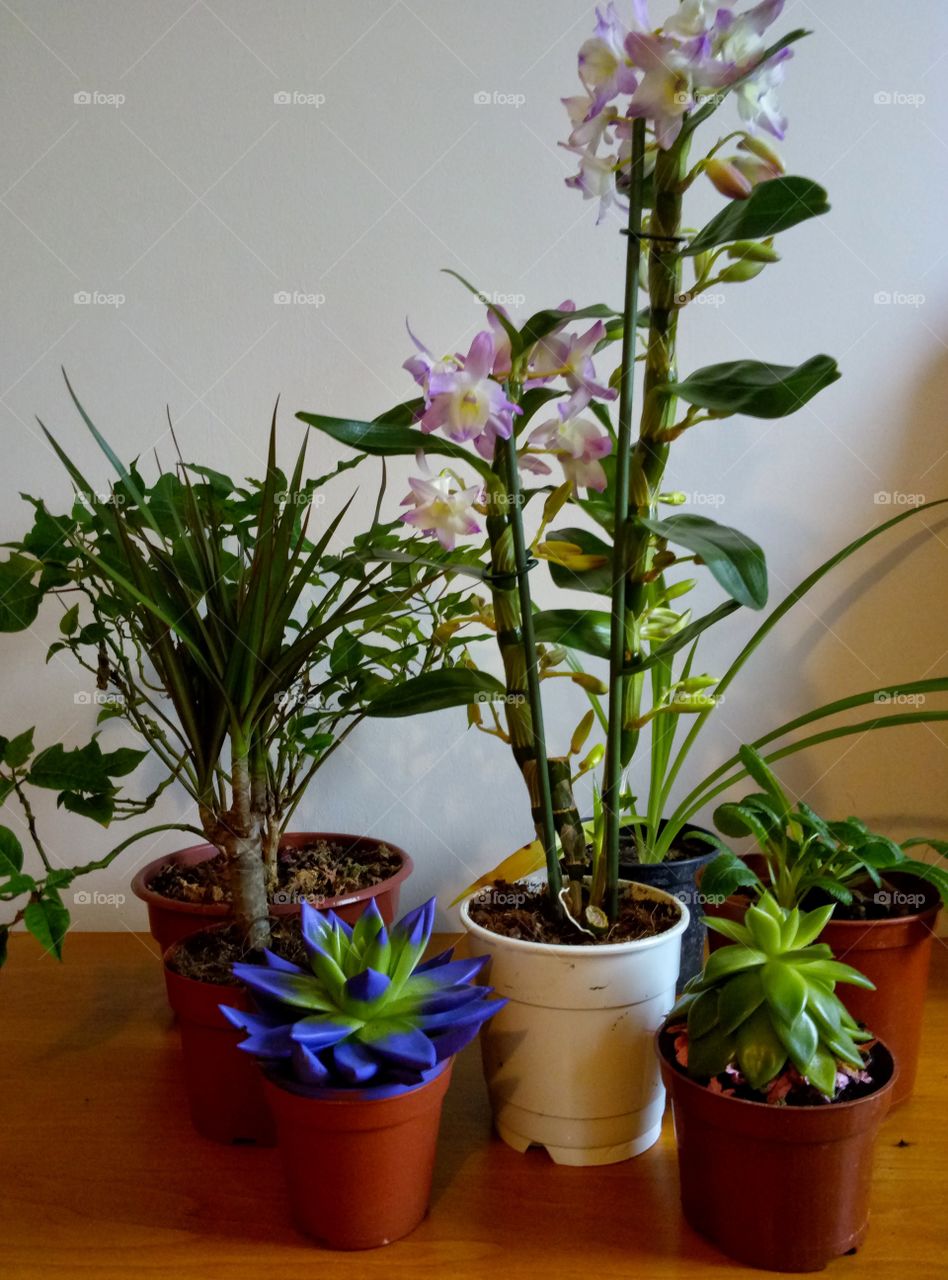 flowers in the pot