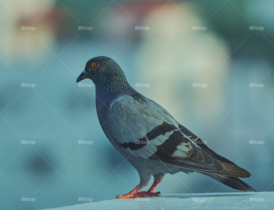 Bird photography  - Dove  - perching