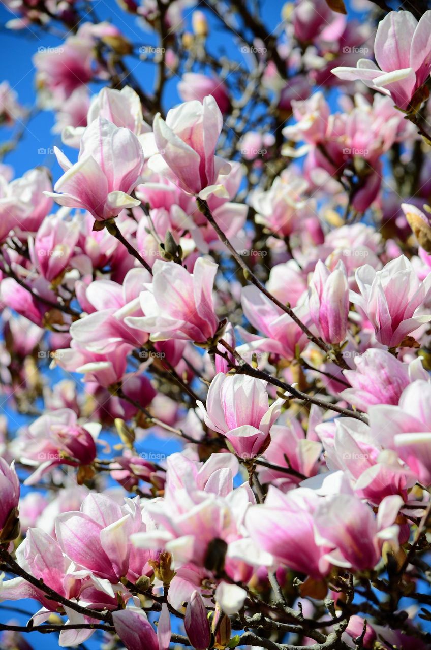 Magnolia tree blossom 🌸