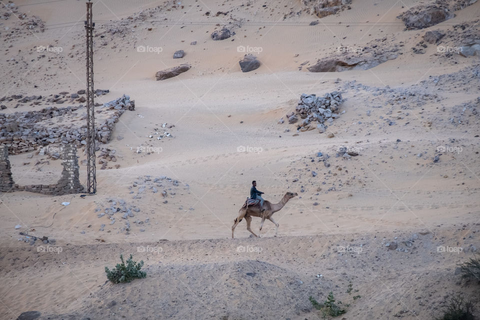 Camel riding experience