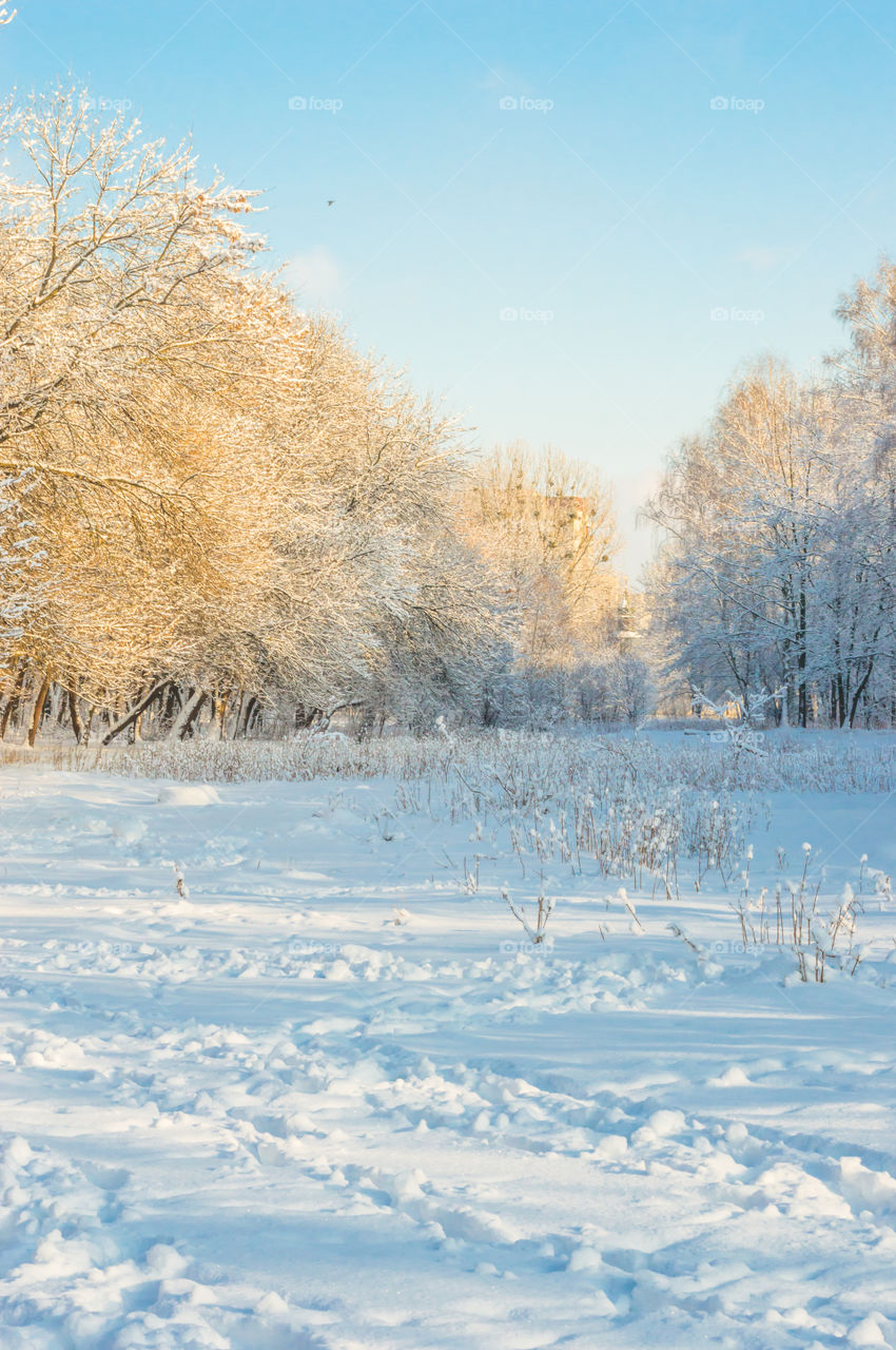 Forest in every season