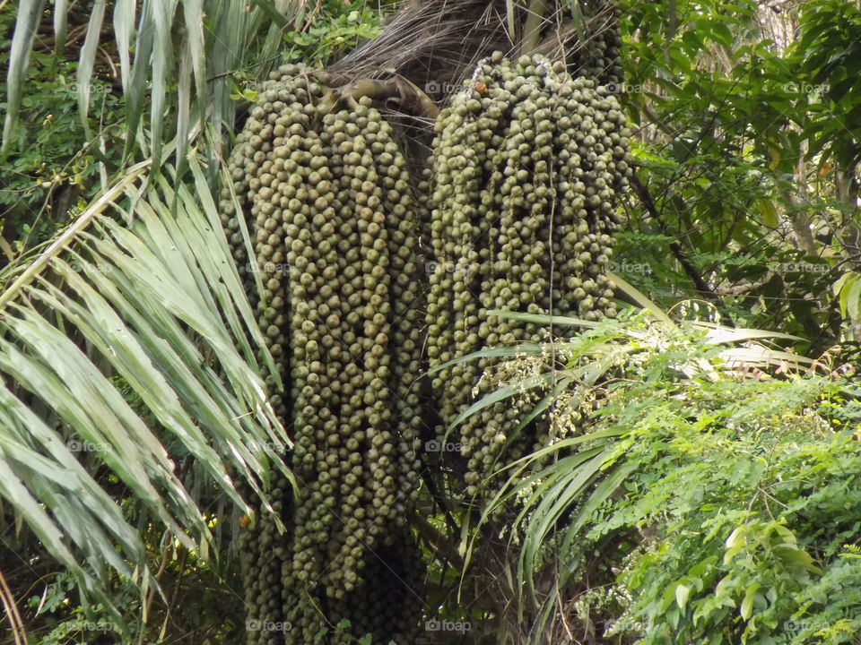 The fruits of klengkeng