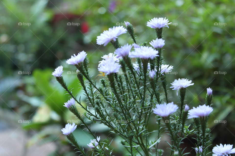 Flowers from my home Garden
