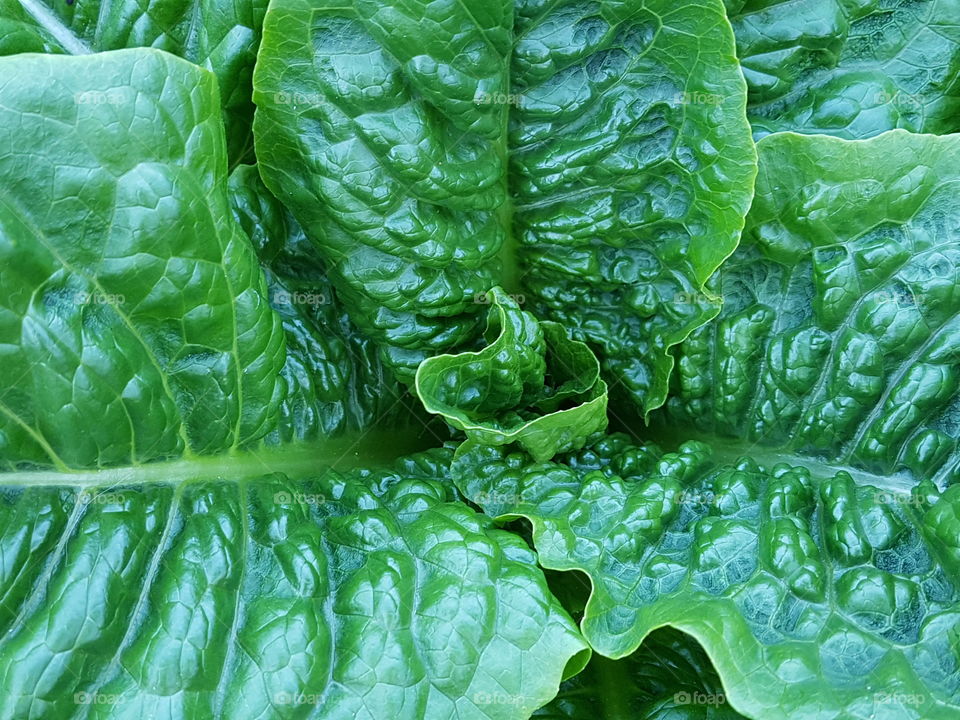 Growing lettuce heart close up