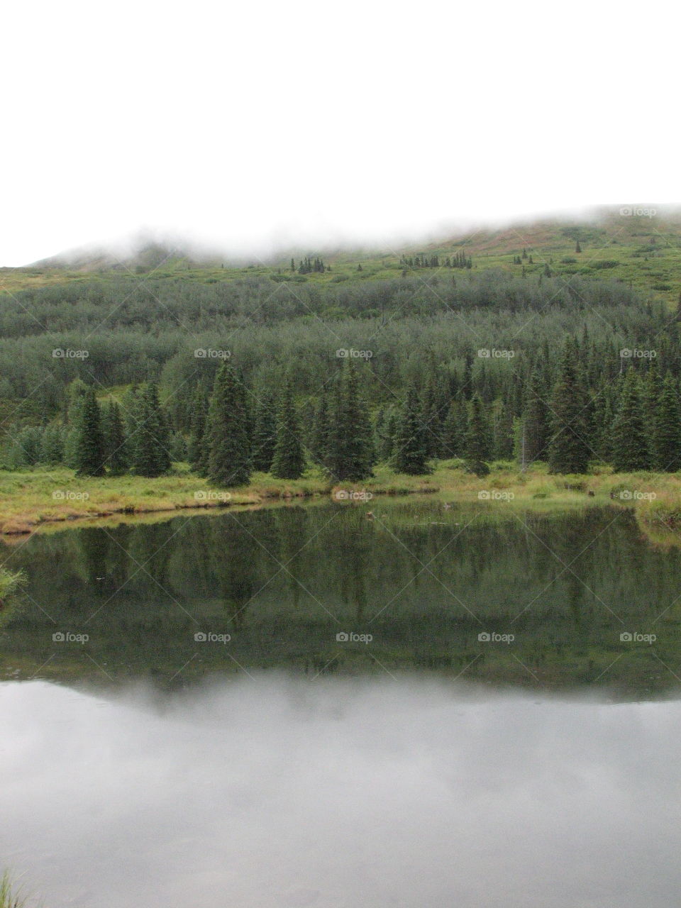Alaskan forest