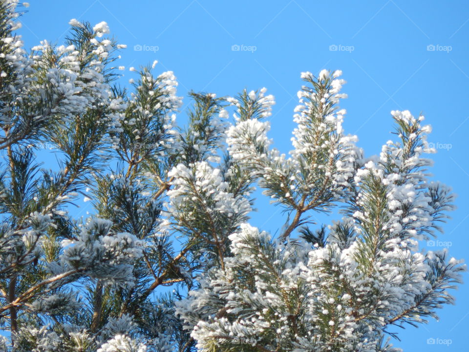 snow onpine branches