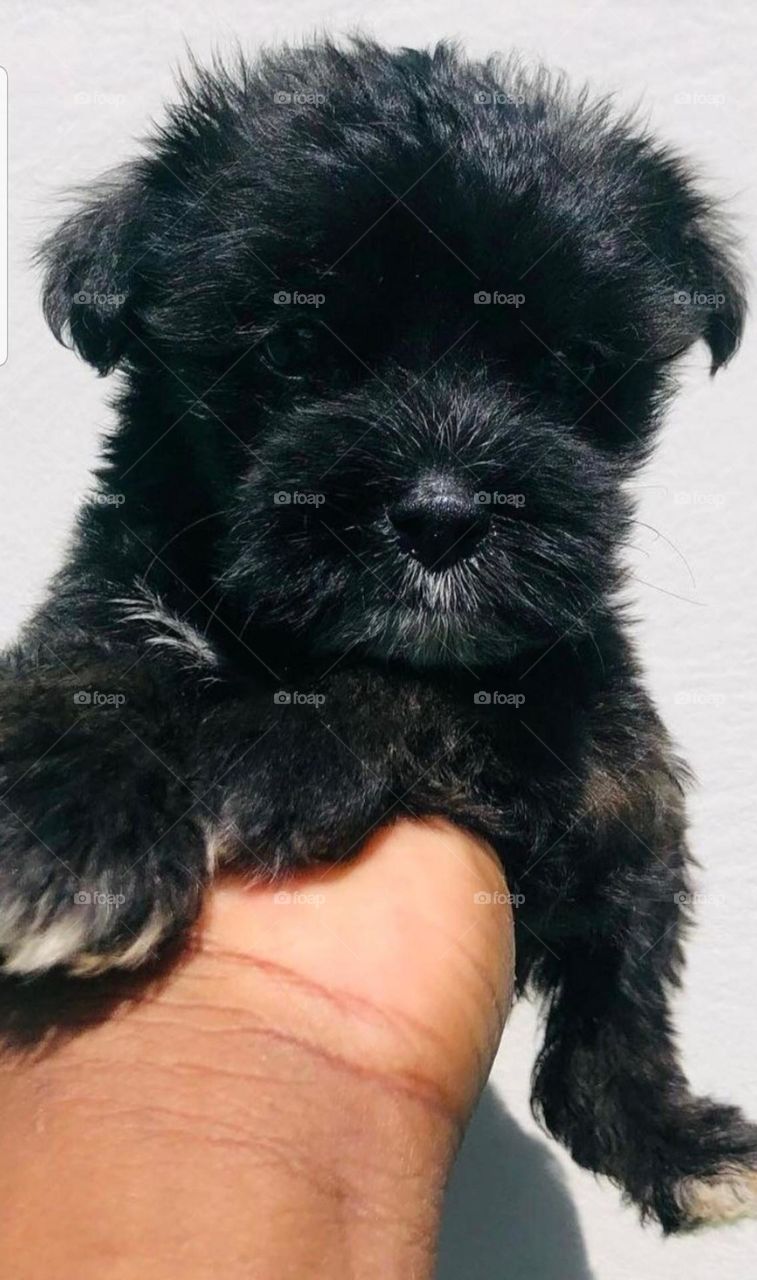 Black Panther Puppy