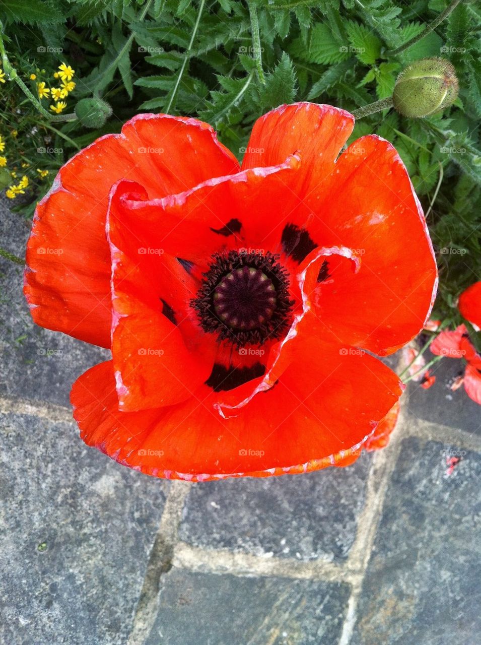 Poppy