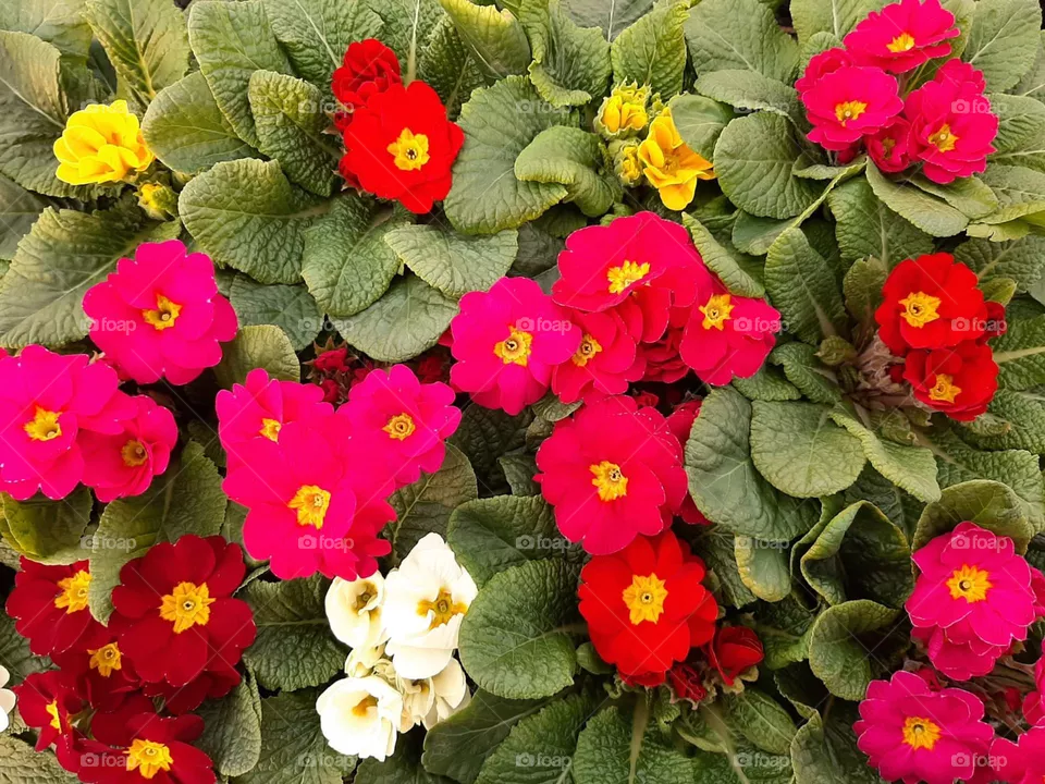 Los flores 