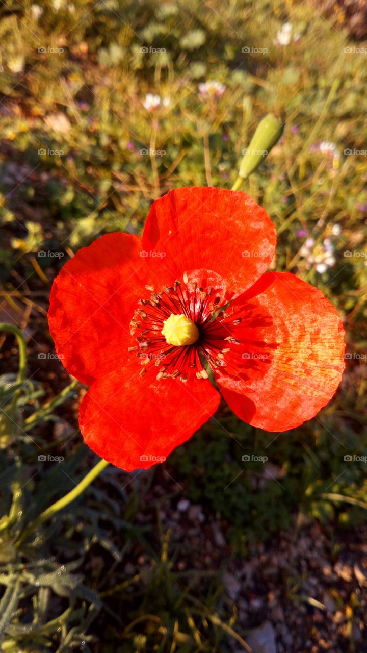 Color rojo flor mohnblume