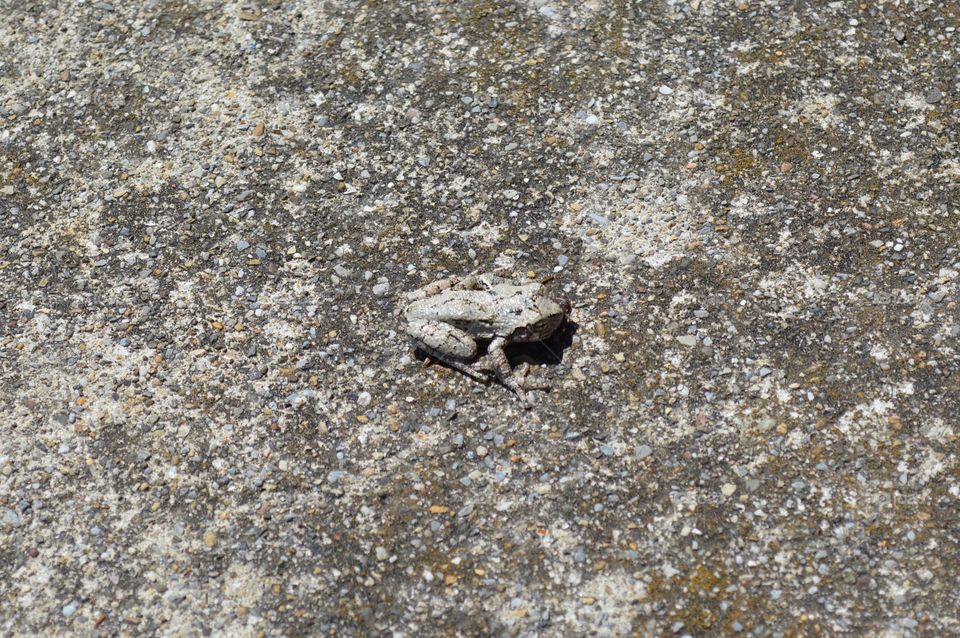 Toad on sidewalk 