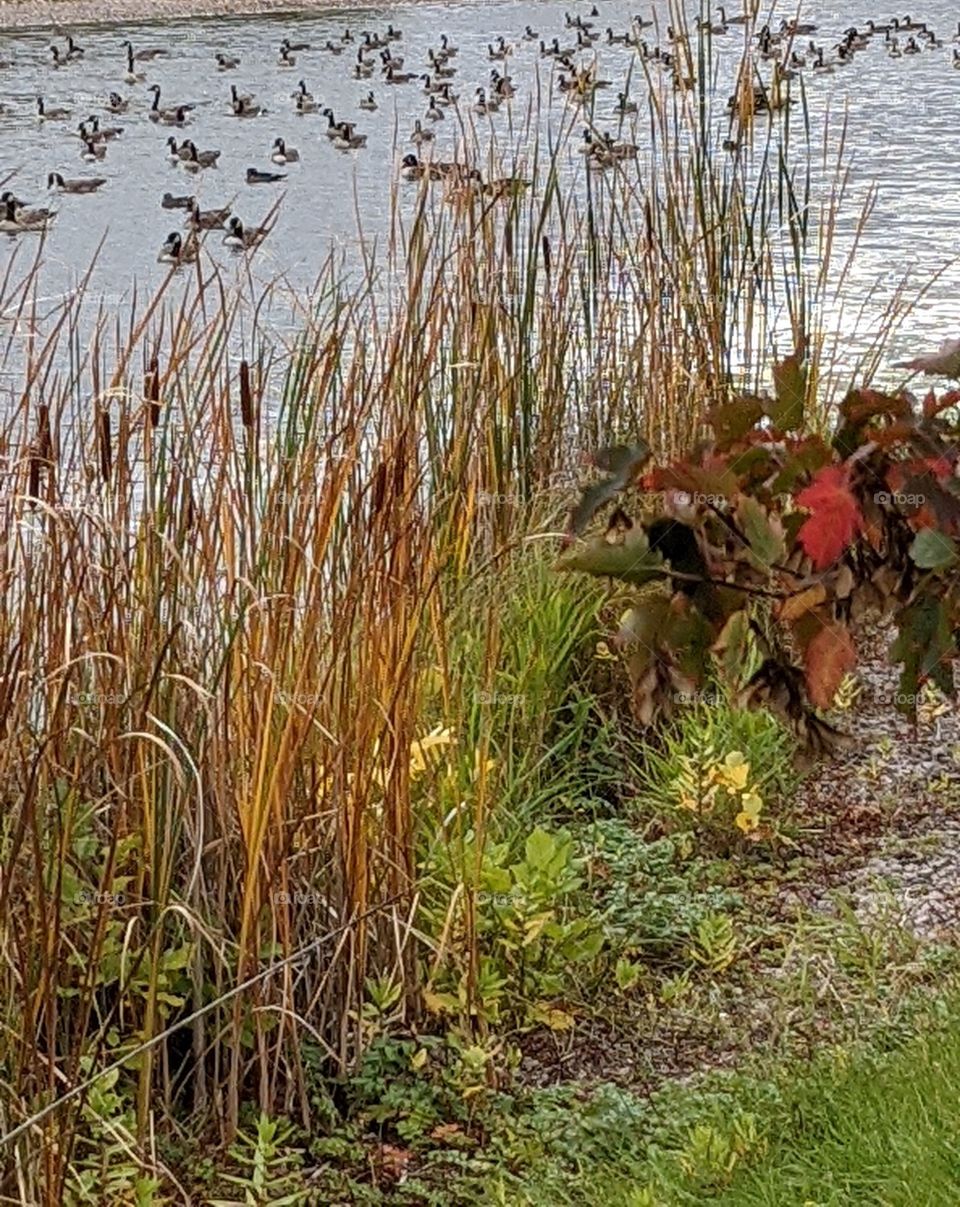 Canada geese on the pond