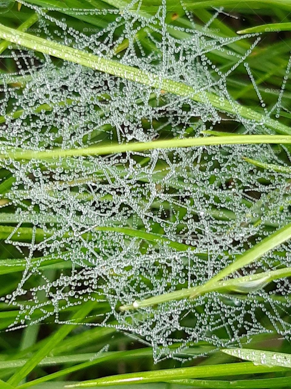 spiderweb threads with water droplets stretched on blades of green grass, very fresh