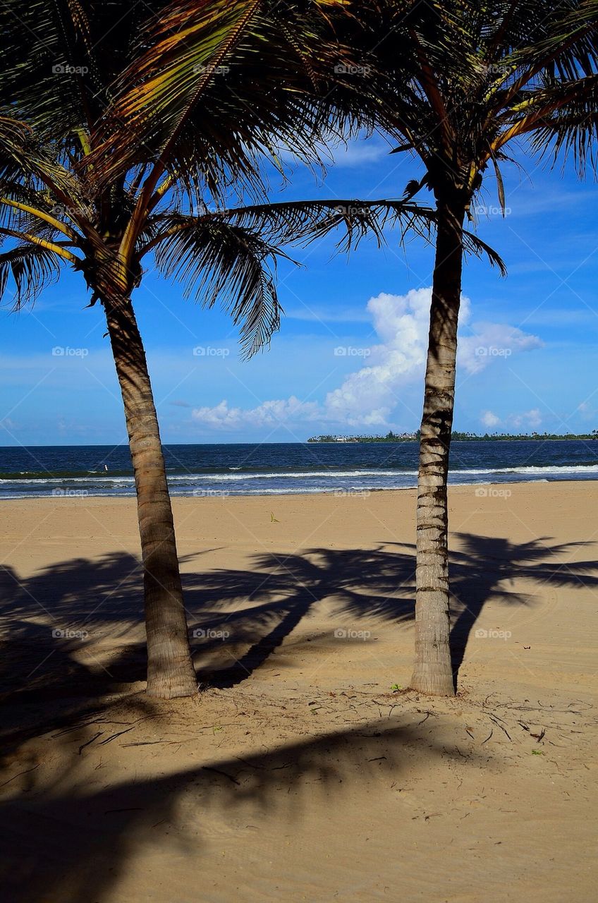 Palm trees at beach
