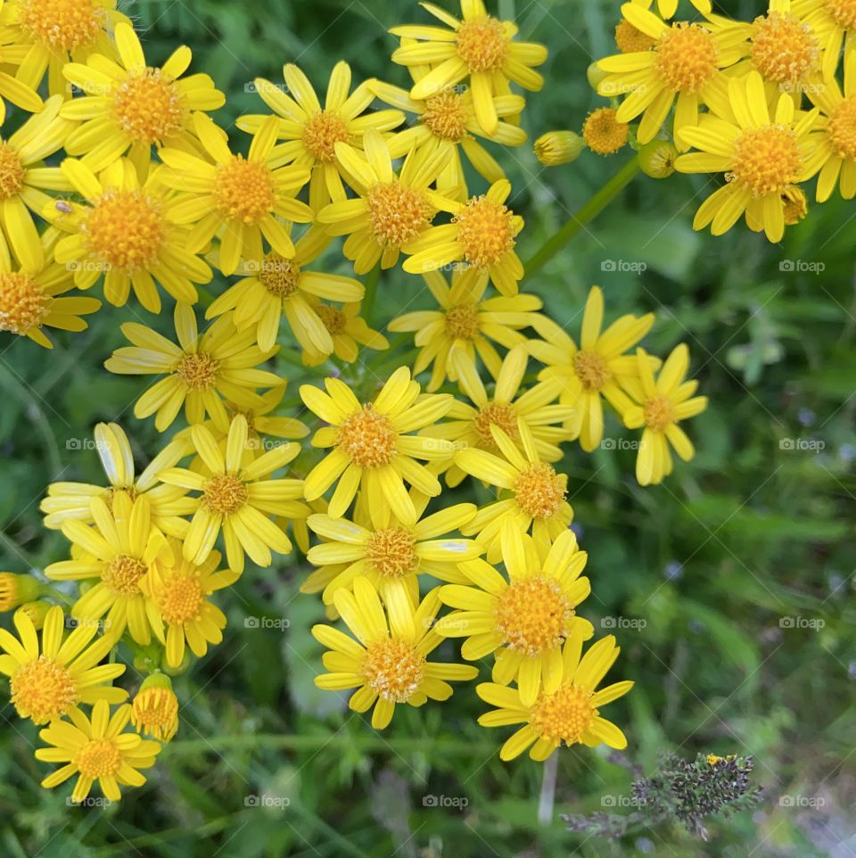 Yellow flowers 