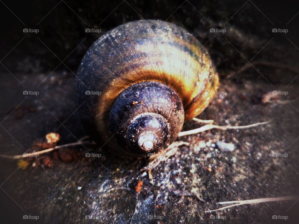 Snail s