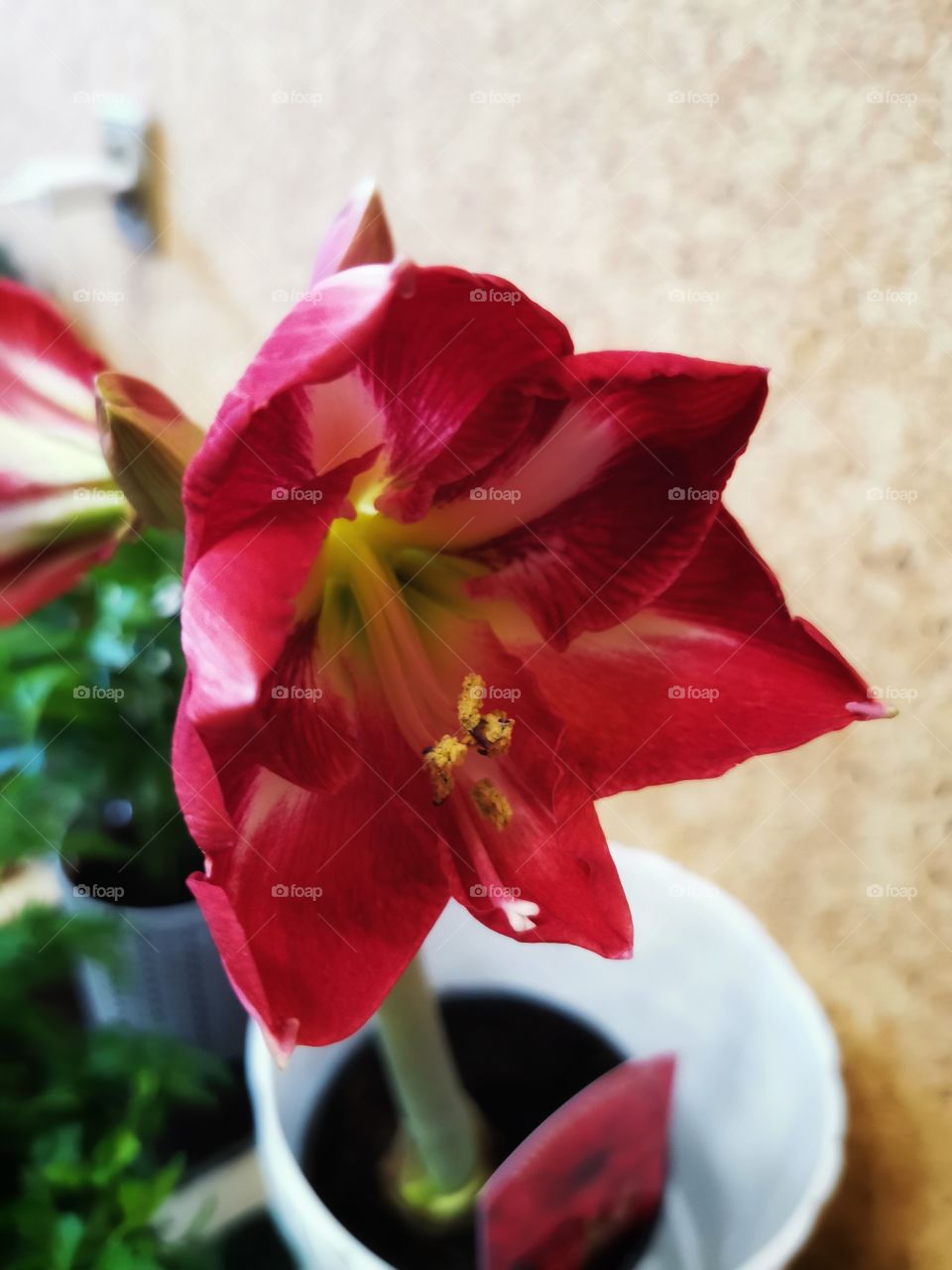 Color day outdoor nature greens wild forest