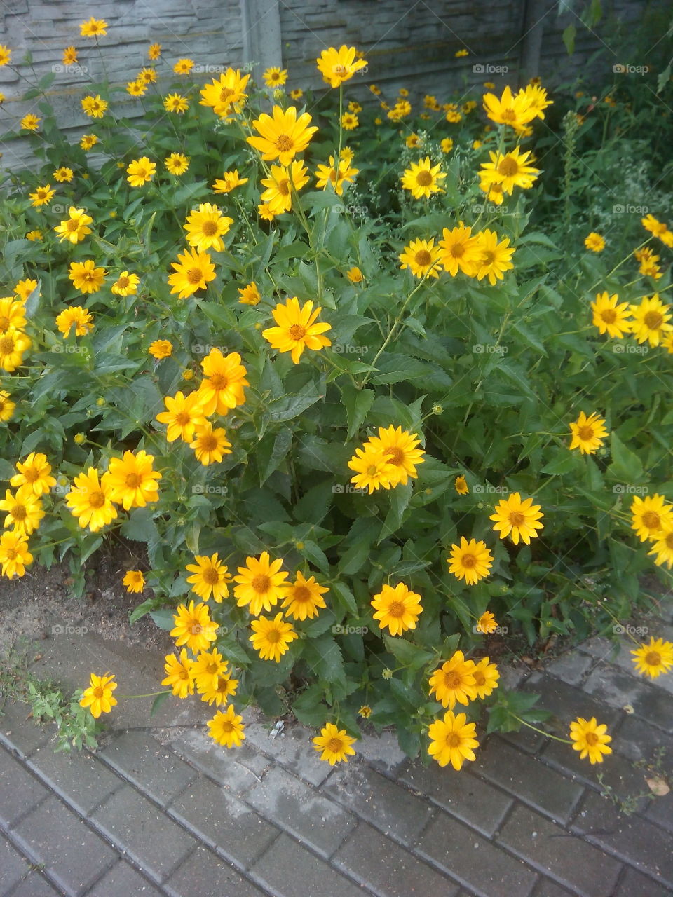 yellow flowers