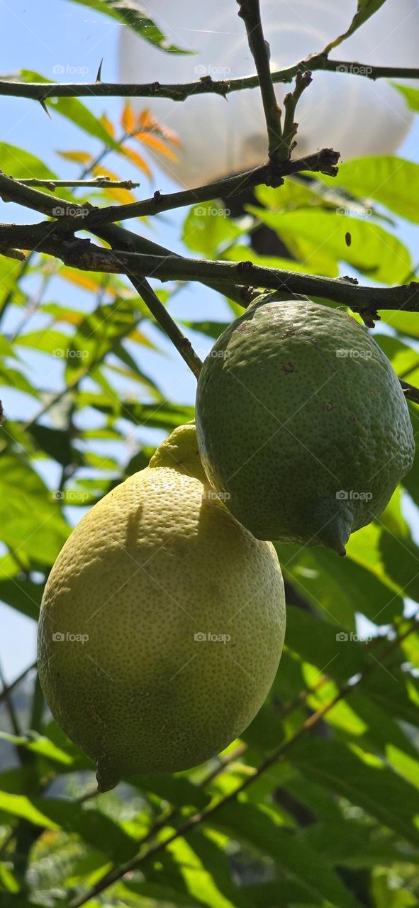 Lemon tree