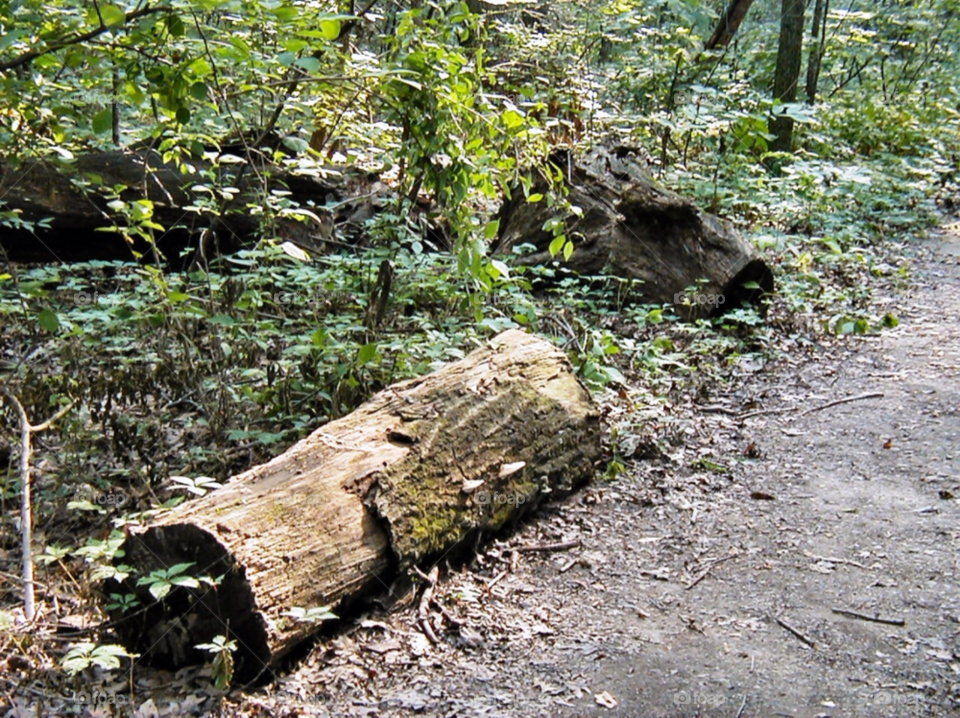 forest log by refocusphoto