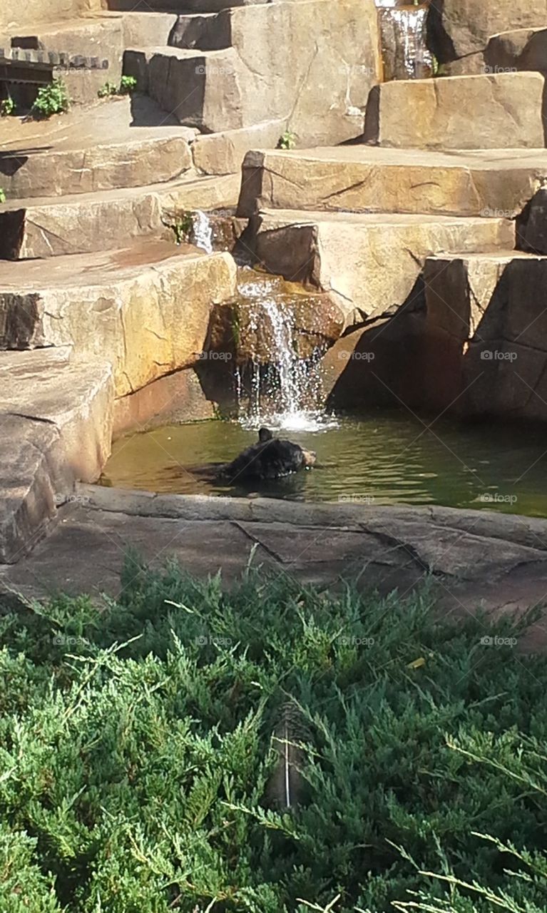 black bear swimming